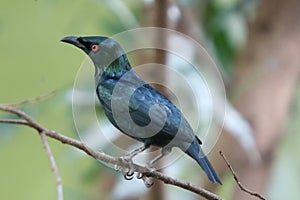 Asian glossy starling   Aplonis panayensis