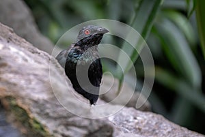 Asian Glossy Starling - Aplonis panayensis, beautiful colored perching bird