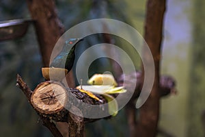 Asian glossy starling or Aplonis panayensis sitting on the branch of the tree