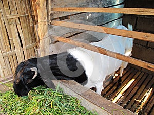 Asian Goat in The Barn, Black and White Color Goat Fur