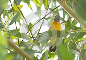 Asian golden weaver