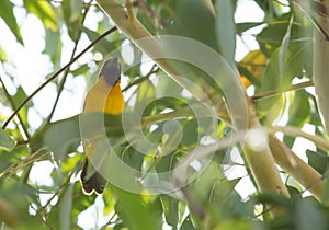 Asian golden weaver