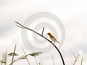 Asian Golden Weaver