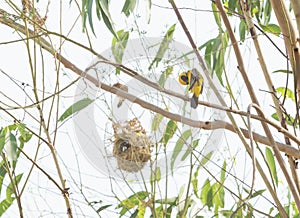 Asian golden weaver