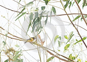 Asian Golden Weaver