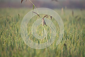 Asian golden weaver