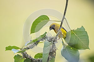 Asian golden weaver