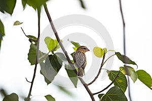 Asian golden weaver