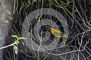 Asian golden weaver