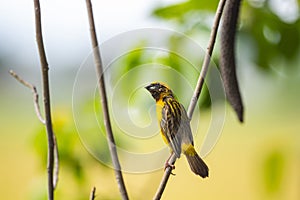 Asian golden weaver