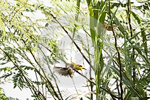 Asian golden weaver