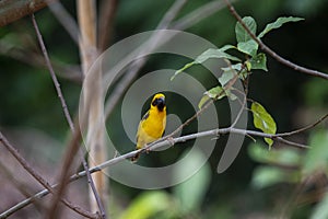 Asian golden weaver