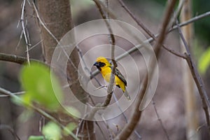 Asian golden weaver