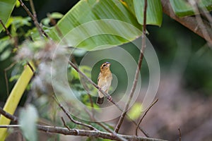 Asian golden weaver