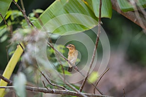 Asian golden weaver