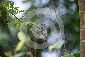 Asian golden weaver