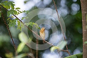 Asian golden weaver