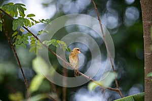 Asian golden weaver