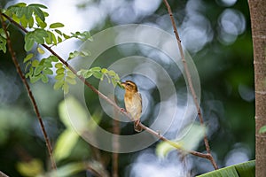 Asian golden weaver