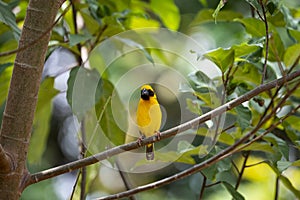 Asian Golden Weaver