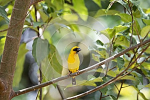 Asian Golden Weaver