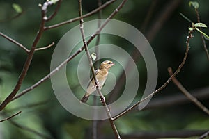 Asian Golden Weaver