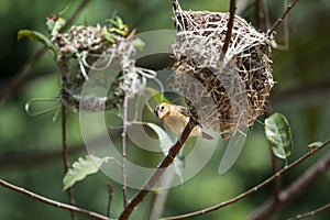 Asian Golden Weaver