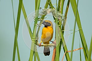 Asian Golden Weaver