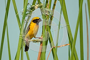 Asian Golden Weaver