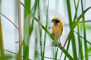 Asian Golden Weaver