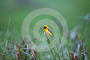 Asian Golden Weaver