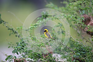 Asian Golden Weaver