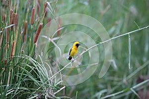 Asian Golden Weaver