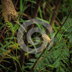 Asian golden weaver