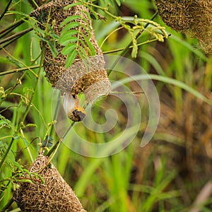 Asian golden weaver