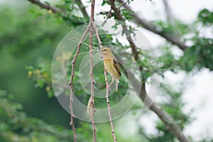 Asian Golden Weaver