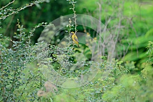 Asian Golden Weaver