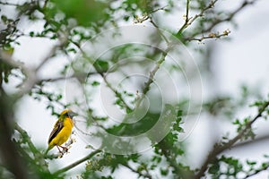 Asian Golden Weaver