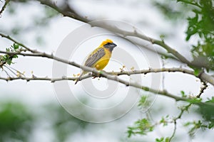 Asian Golden Weaver