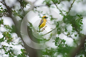 Asian Golden Weaver