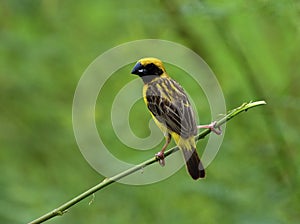 Asian Golden Weaver in back feather profile