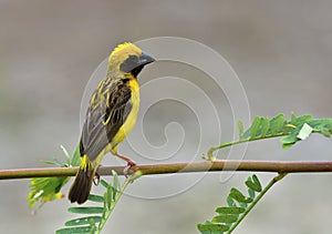 Asian Golden Weaver, beautiful yellow bird perching on fresh lea photo