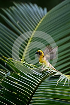 Asian Golden Weaver bird