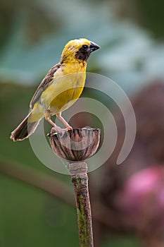 Asian Golden Weaver bird