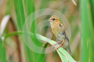 Asian Golden Weaver (bird)