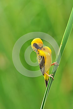 Asian Golden Weaver (bird)