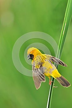 Asian Golden Weaver (bird)