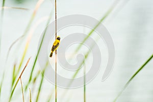 Asian Golden Weaver bird