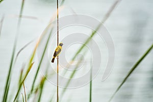 Asian Golden Weaver bird