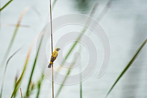 Asian Golden Weaver bird